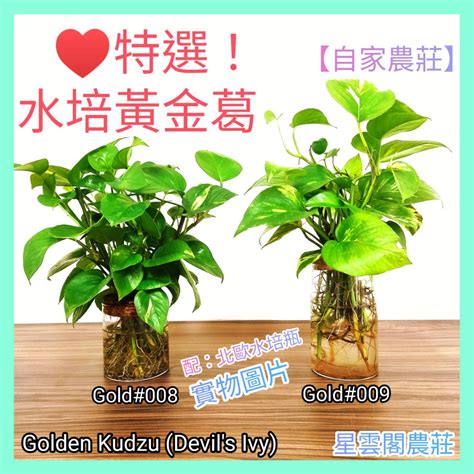 水種黃金葛風水|水種黃金葛風水：打造居家財運的綠意之選 – 植物盆栽綠寶典